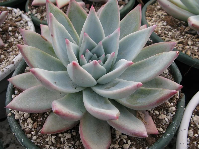 Echeveria colorata Tapalpa - 20 seeds — rareplant